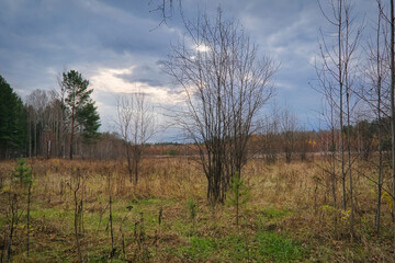 Autumn landscape dirt road in the middle of a meadow with wilted grasses against the backdrop of a forest and a dramatic cloudy sky.