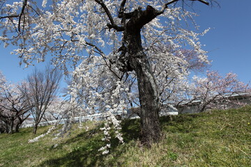 土手のしだれ桜