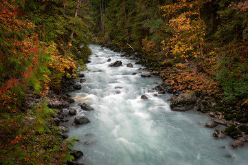 Fall Colors Along the Nooksack River in this Pacific Northwest Rain Forest. Silky smooth water, reds and yellows, dominate the landscape of this Washington state destination near Mt. Baker, Washington
