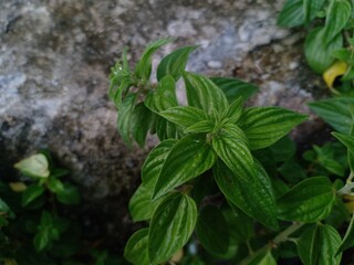 wild plants that grow near the football field