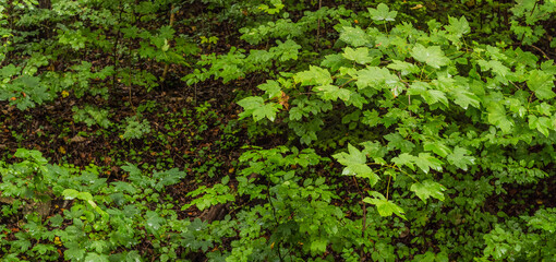 Panoramic view in the forest with a lot of green plants and calm environment
