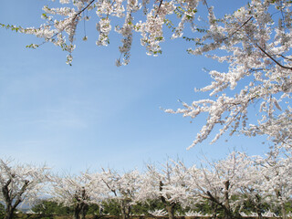 桜満開