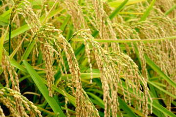 稲穂 2