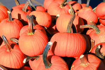 A bunch of orange pumpkins outside in the field under sun.