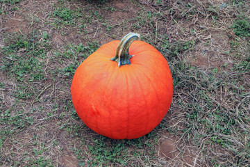 Fresh and orange pumpkin on the green grass ground.