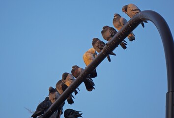 palomas descansan