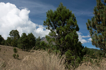 Obraz premium Pine trees surrounding mountains and volcanoes in Mexico