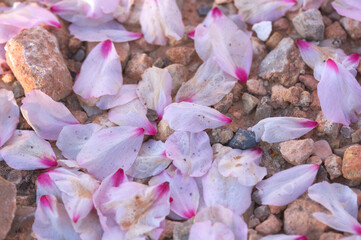 Petals that have fallen from an almond tree to the ground