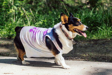 Corgi walking with a colorful shirt