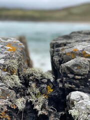 Flora along the rocky shores of Northern Scotland.