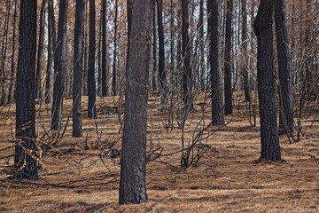 bosque quemado