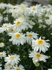Fototapeta premium Lovely daisies in a field.