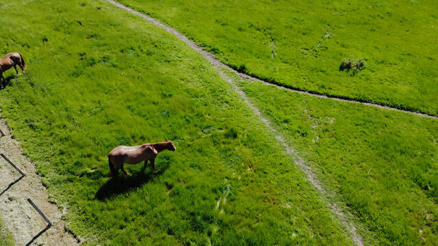 Horse in green meadow