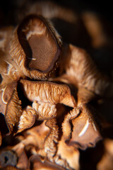 Mushroom Up Close 1