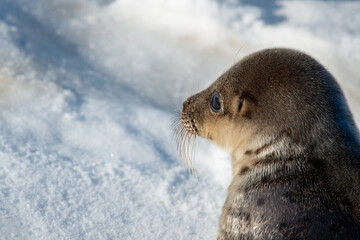 A portrait of a young harp seal or saddleback seal laying on ice and snow. The wild animal has smooth shiny grey fur with dark spots, long whiskers, and dark eyes. The spots are in the shape of harps.