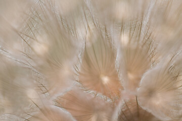 Goat`s-beard (dandelion) plant with shallow depth of field in pastel shades. Blurry abstract background ready for your design

