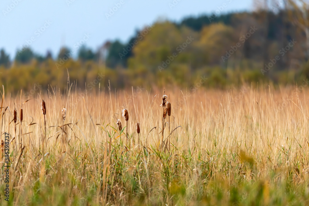 Poster The Growing cattails on a wet meadow