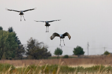 Landing sandhill cranes in the meadow