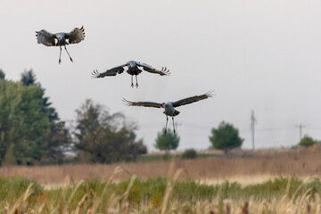 Fototapeta na wymiar Landing sandhill cranes in the meadow