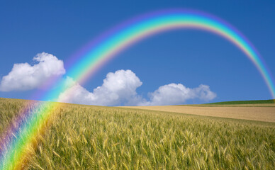 Naklejka premium 麦畑と雲と虹