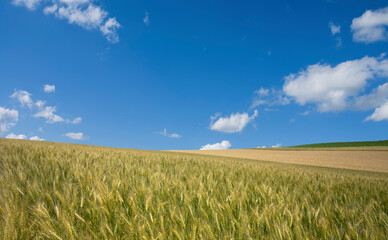 麦畑と雲