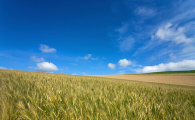 麦畑と雲