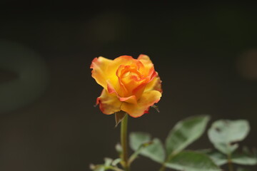 colorful delicate rose in the garden 