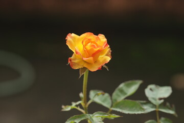 colorful delicate rose in the garden 