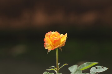 Obraz premium colorful delicate rose in the garden 