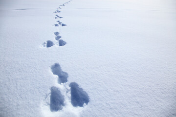 雪原の足跡