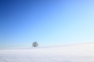 Fototapeta na wymiar 雪原の一本の木