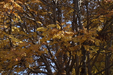 Photo of a fading mountain ash in autumn against the background of the forest and sky. In shades of red, blue and yellow.
