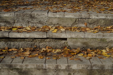 In the old Park. Photos of autumn leaves that have fallen and are lying on the stone surface. In...