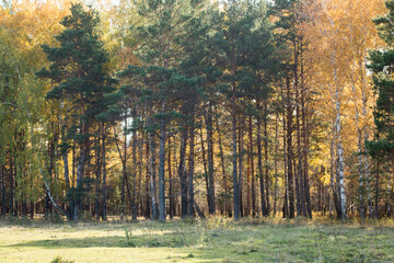 Sunny autumn day. Meadow, mixed forest in the distance. Green conifers and yellow deciduous trees.  © Olga