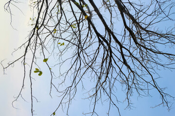 The dry branch with some leaves on it with blue sky background. 