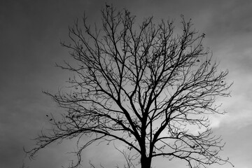 Dry tree trunk in black and white concept, photo for backgrounds