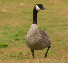 country goose on the meadow