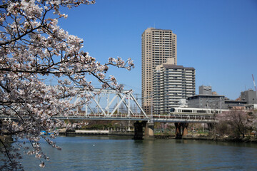 桜とJR大阪環状線