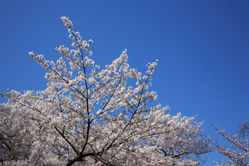 青空に桜