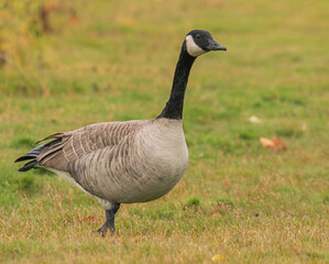country goose on the grass