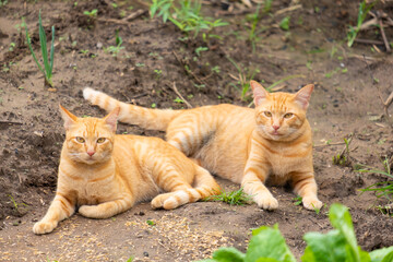 Naklejka na ściany i meble Two orange cats resting on the ground.