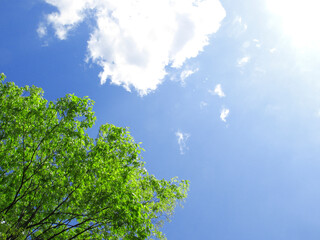 新緑と青空