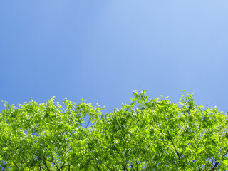 新緑と青空