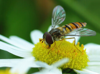 Macro of a diligent bee among yellow daisy pistils. Close-up of an insect on a colored background with insect pollination.