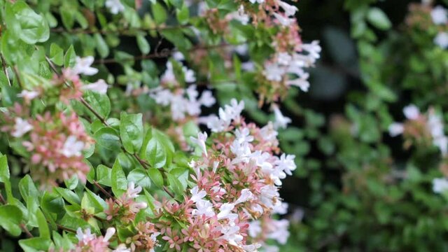 Light pink flowers on lush green bush.  Beautiful glossy Abelia bush in prime of blooming season, slow zoom out, artistic shot. Abelia Grandiflora, white flushed pink hedge.