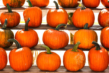 A collection of beautiful pumpkins for Halloween or decorations.