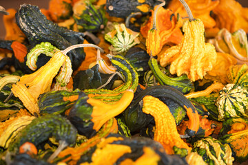 A colorful collection of gourds for fall decorations.