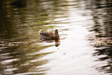 Duck swims