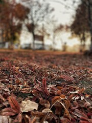 autumn leaves on the ground