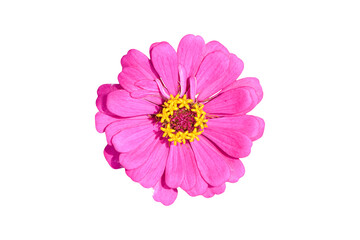 Purple Zinnia flower isolated on white background with clipping path.